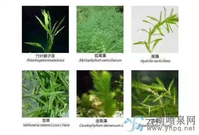 水景植物配置大全—水景工程中植物搭配技巧